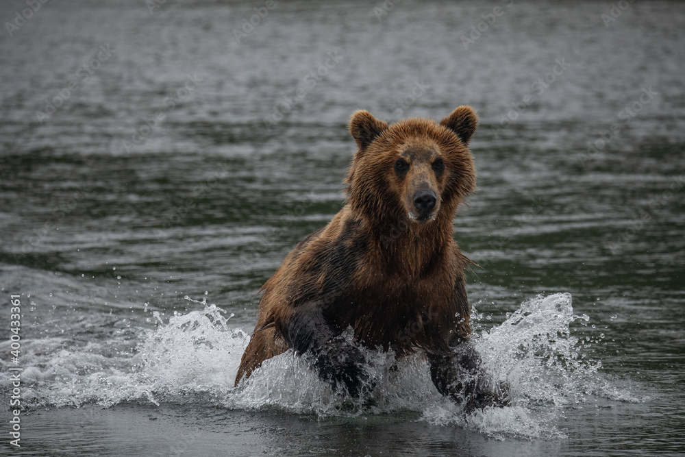 Brown bear hunts for salmon in Kamchatka, Russia Brown bear hunts for salmon in Kamchatka, Russia