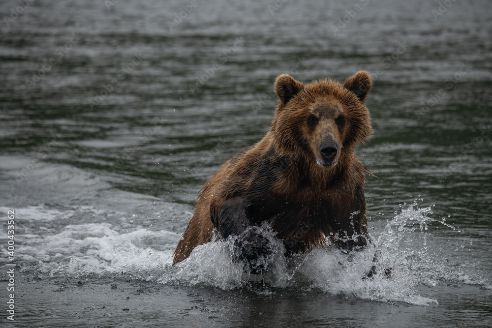 Brown bear hunts for salmon in Kamchatka, Russia Brown bear hunts for salmon in Kamchatka, Russia