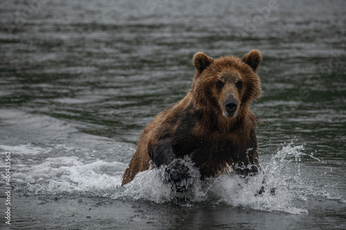 Brown bear hunts for salmon in Kamchatka, Russia