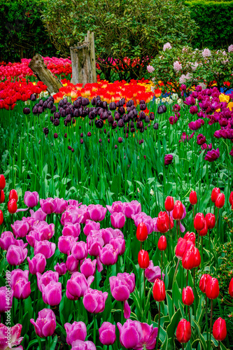 Colorful spring tulip garden