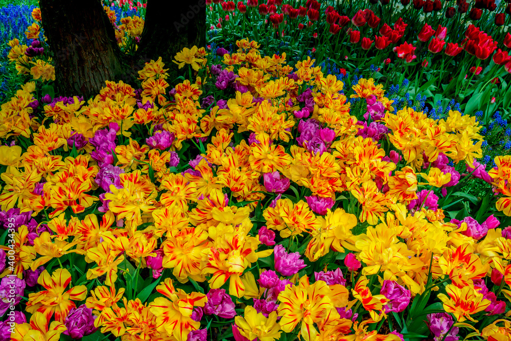 Fototapeta premium Colorful spring tulip garden