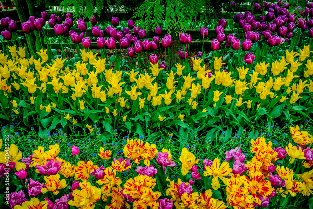 Colorful spring tulip garden