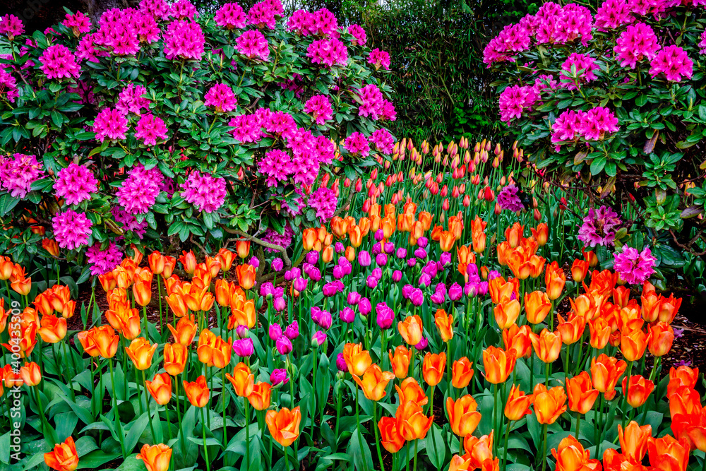 Obraz premium Colorful spring tulip garden