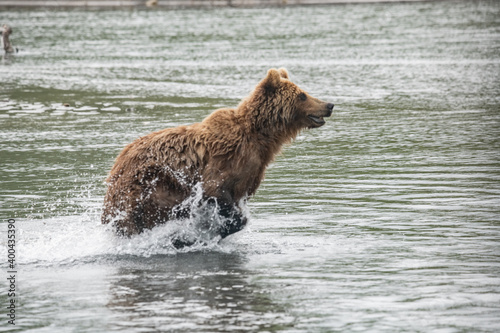 Wallpaper Mural Brown bear on the river in Russia Torontodigital.ca