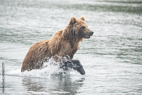 Brown bear on the river in Russia