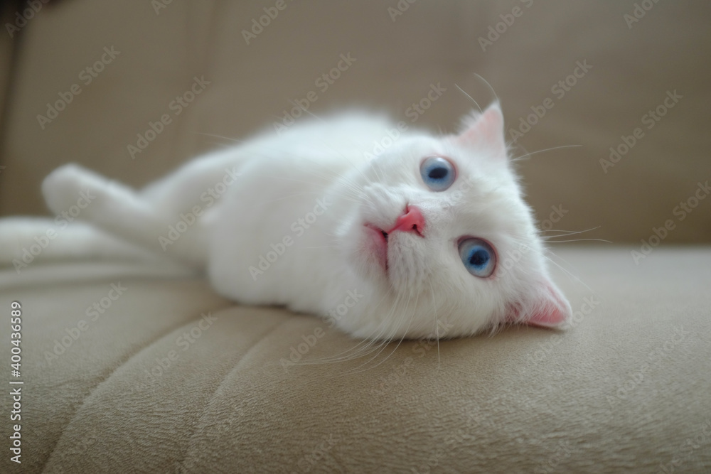 White Scottish fold kitten with blue eyes