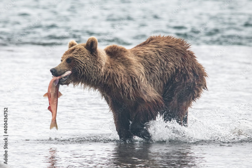 Brown bear hunts for salmon in Kamchatka, Russia Brown bear hunts for salmon in Kamchatka, Russia