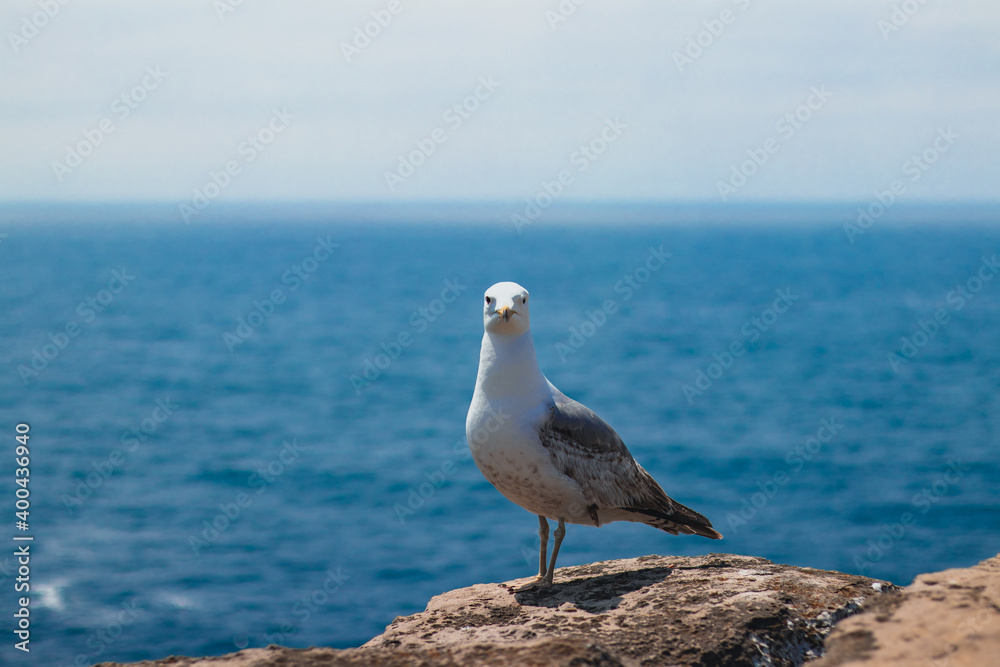 Gaivota sobre rochas a olhar para a camera com o oceano no fundo Gaivota sobre rochas a olhar para a camera com o oceano no fundo