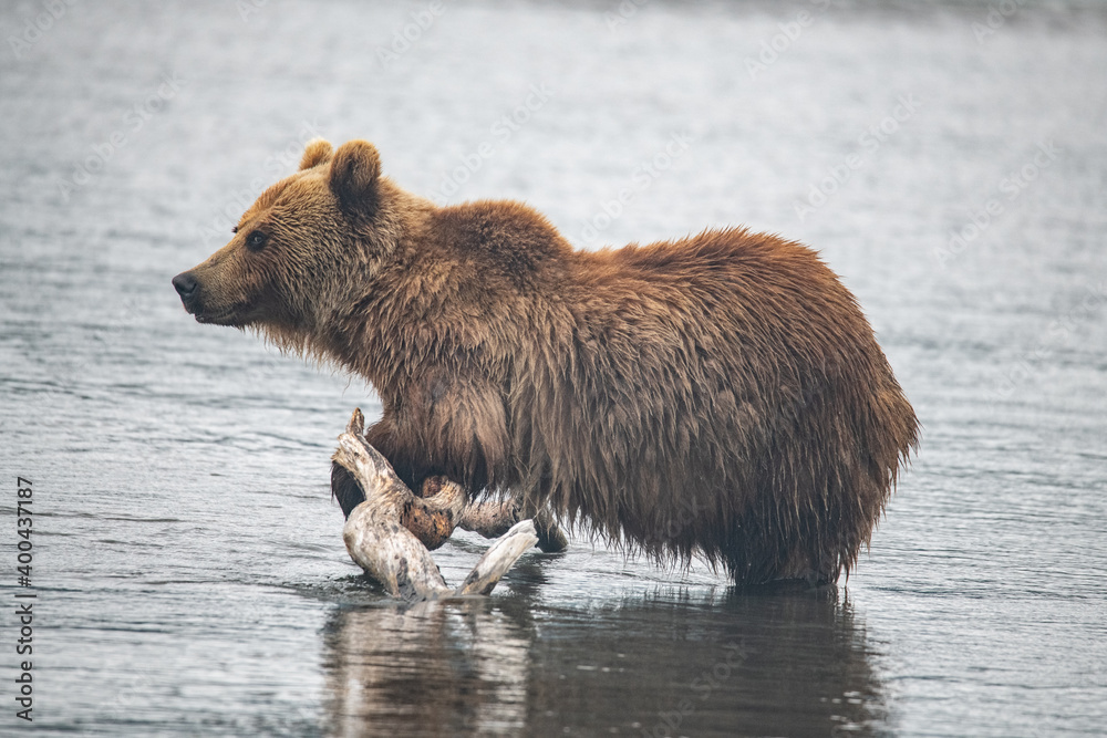 Brown bear on the river in Russia