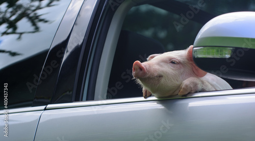 The pig looks in the car mirror