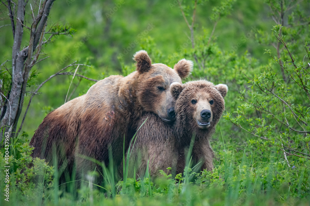 Brown bears making love