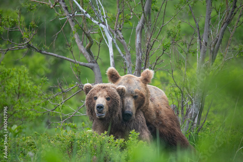 Brown bears making love