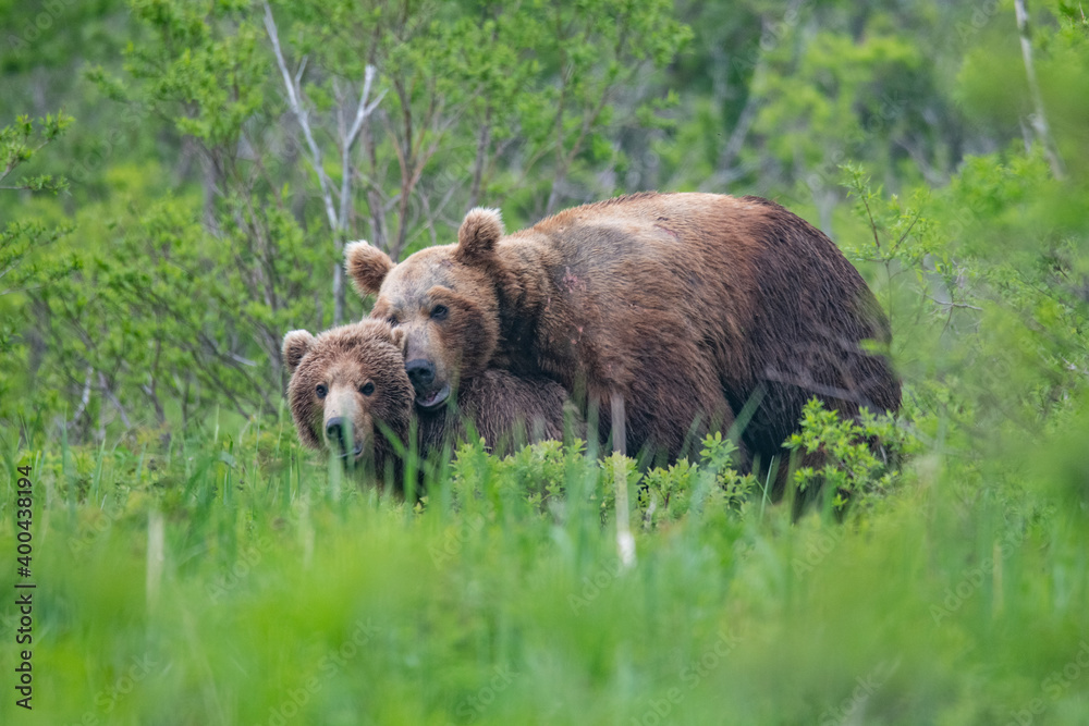 Fototapeta premium Brown bears making love