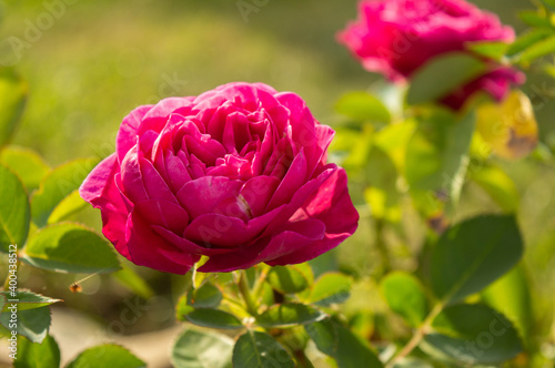A pink rose © Paulina