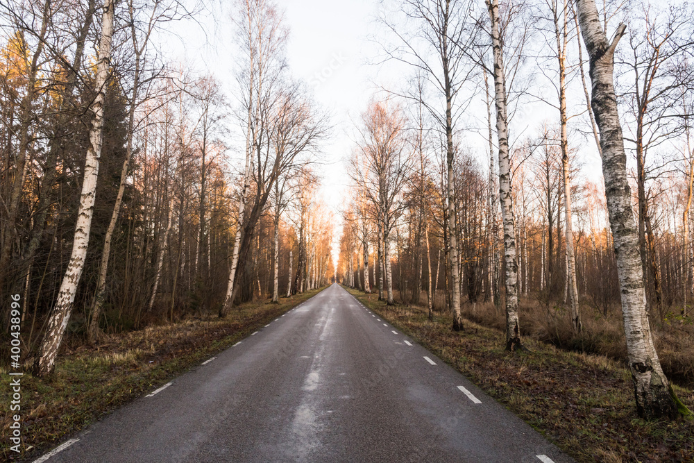 Birch tree alley by a country asphalt road