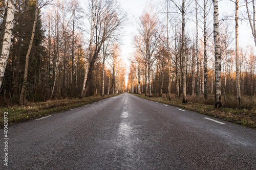 Birch tree alley by a country road