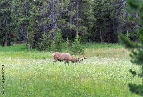 Wild deer graze in the meadow, Yellowstone National park