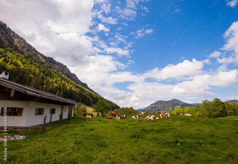 Idyllic landscape with farm and cows grazing on fresh green meadow with mountains and blue cloudy sky background.  Upper Bavaria, Germany