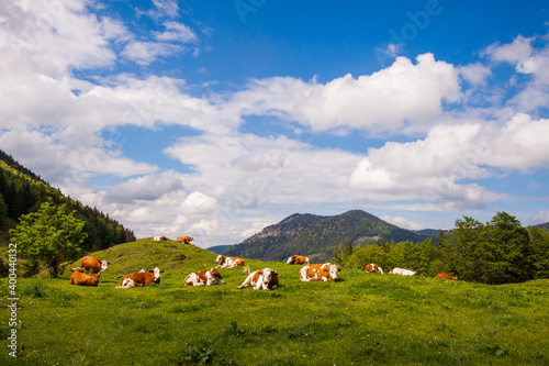 Idyllic landscape with cows grazing on fresh green meadow with mountains and blue cloudy sky background. Upper Bavaria, Germany