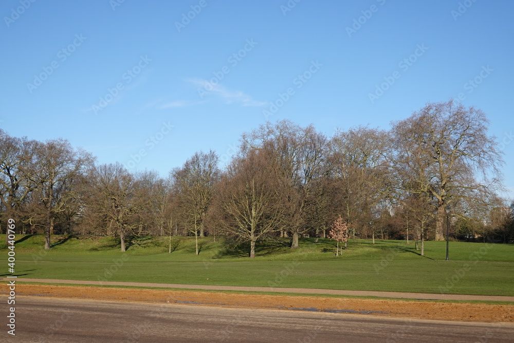 Fototapeta premium trees in the park
