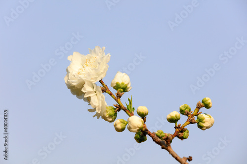 Peach blossom in full bloom  North China