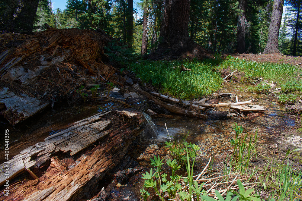 Creek and Pond Formed over Fallen Tree at Stanislaus National Park Creek and Pond Formed over Fallen Tree at Stanislaus National Park