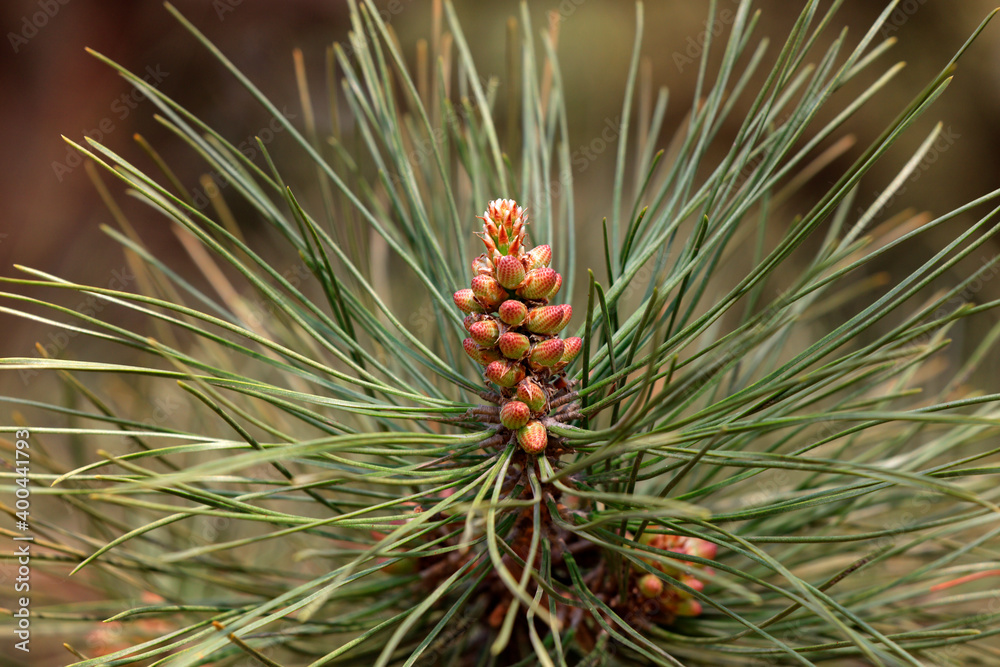 Pine flowers in a botanical garden, North China Pine flowers in a botanical garden, North China