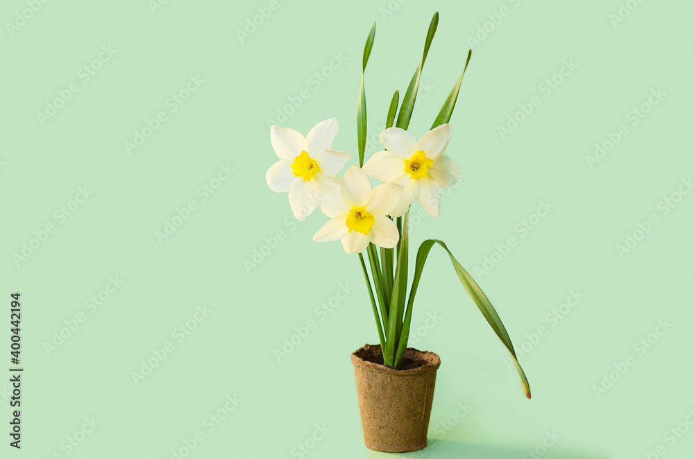 varietal flowers, growing yellow daffodils, narcissus in peat pot on green background. bulbous plants, spring gardening, seedlings. greeting card, March 8, Women's Day, happy Easter. text