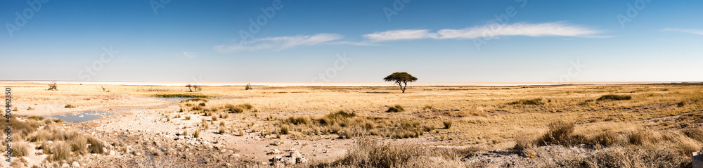 Tree in the plains of Etosha National Park on the edge the salt pan - pano view
 - obrazy, fototapety, plakaty 