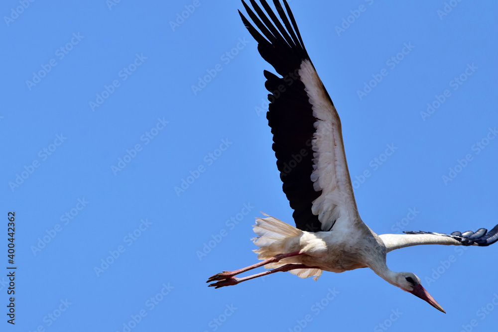 Fototapeta premium Fliegender Weißstorch vor tiefblauem Himmel (Großaufnahme)