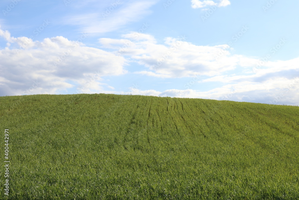 Fototapeta premium Farmland in spring