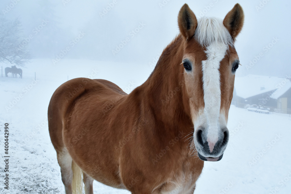 Braunes Pferd mit weißer Stirn im Schnee und Nebel Braunes Pferd mit weißer Stirn im Schnee und Nebel