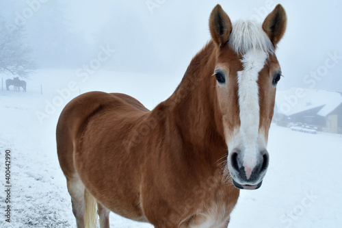 Braunes Pferd mit weißer Stirn im Schnee und Nebel
