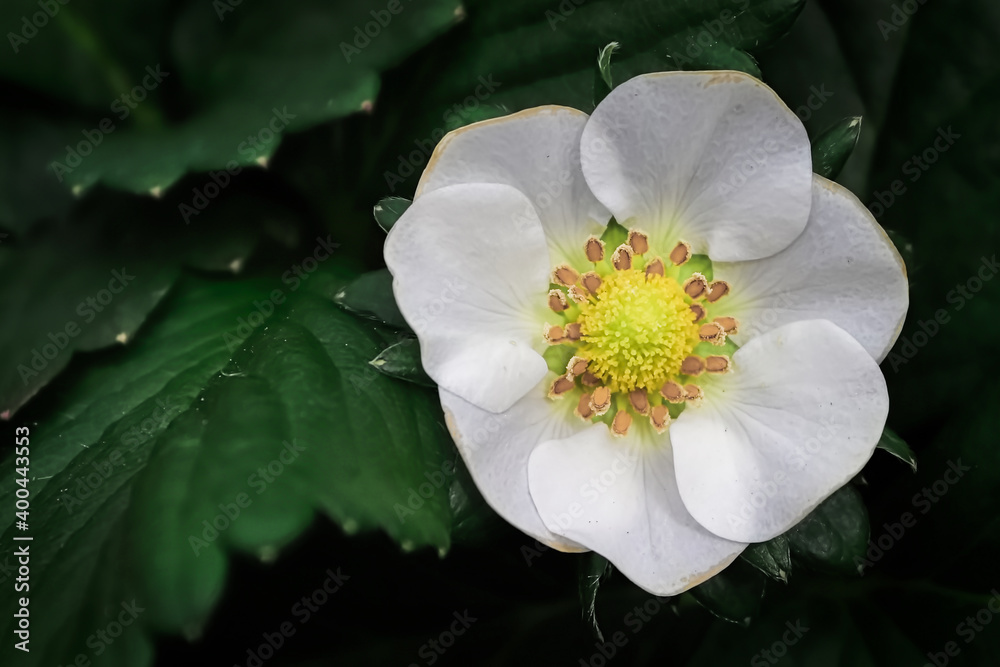 Macro of strawberry blossoms against a dark leaf background