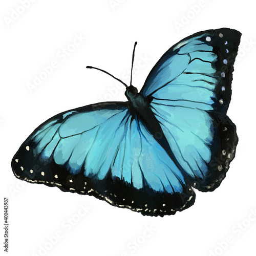blue butterfly