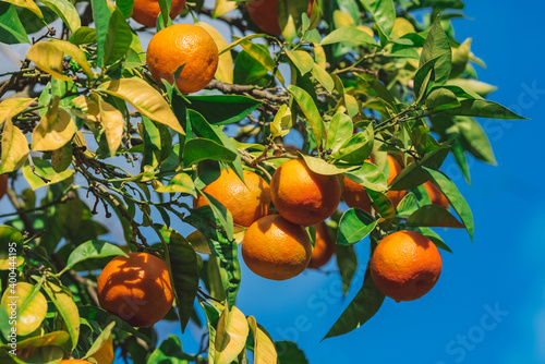Closeup of ripe juicy mandarin oranges on a tree