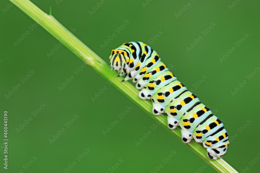 Larvae of the Golden Phoenix butterfly on wild plants, North China Larvae of the Golden Phoenix butterfly on wild plants, North China