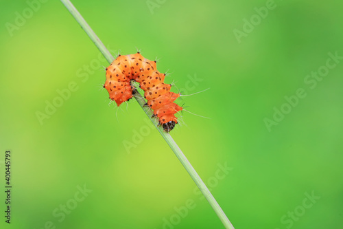 The larvae of the green tailed silkworm moth are on the green leaves photo