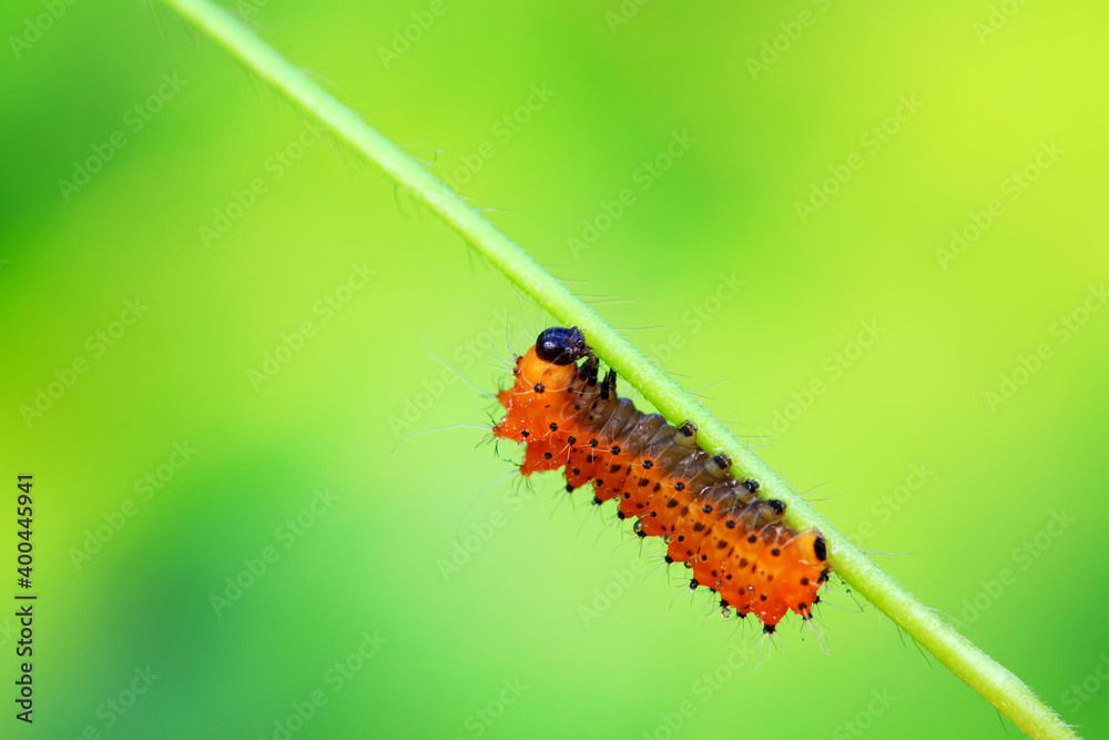 The larvae of the green tailed silkworm moth are on the green leaves The larvae of the green tailed silkworm moth are on the green leaves
