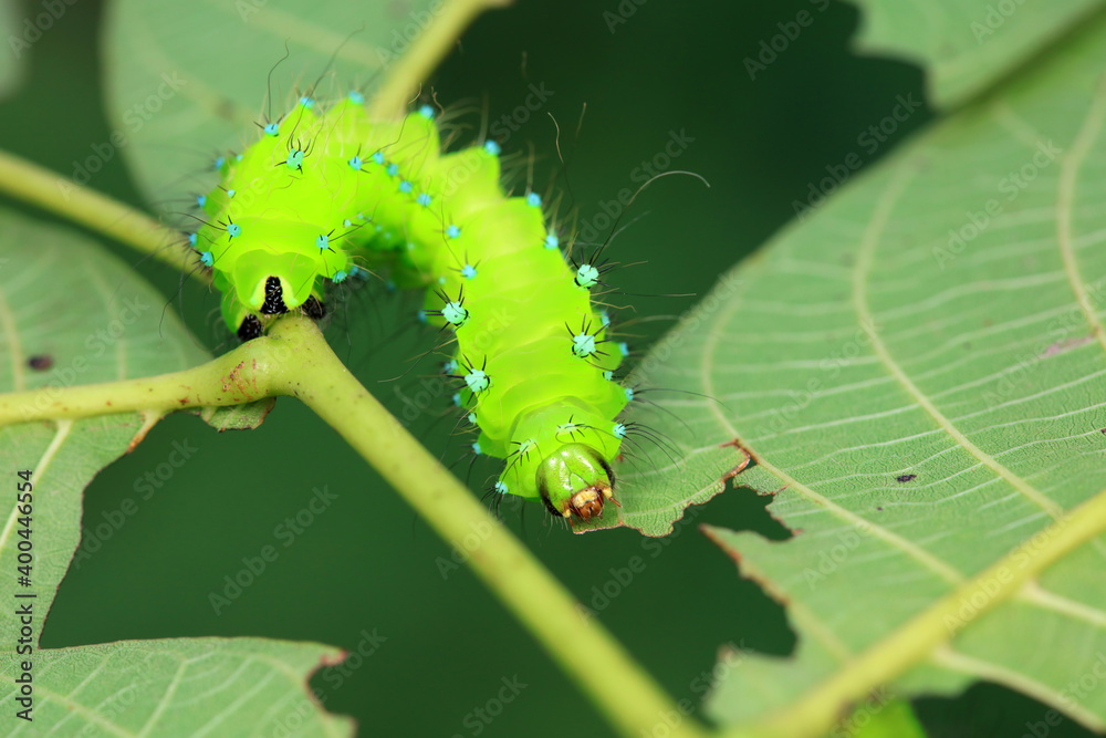 Naklejka premium The larvae of the green tailed silkworm moth are on the green leaves