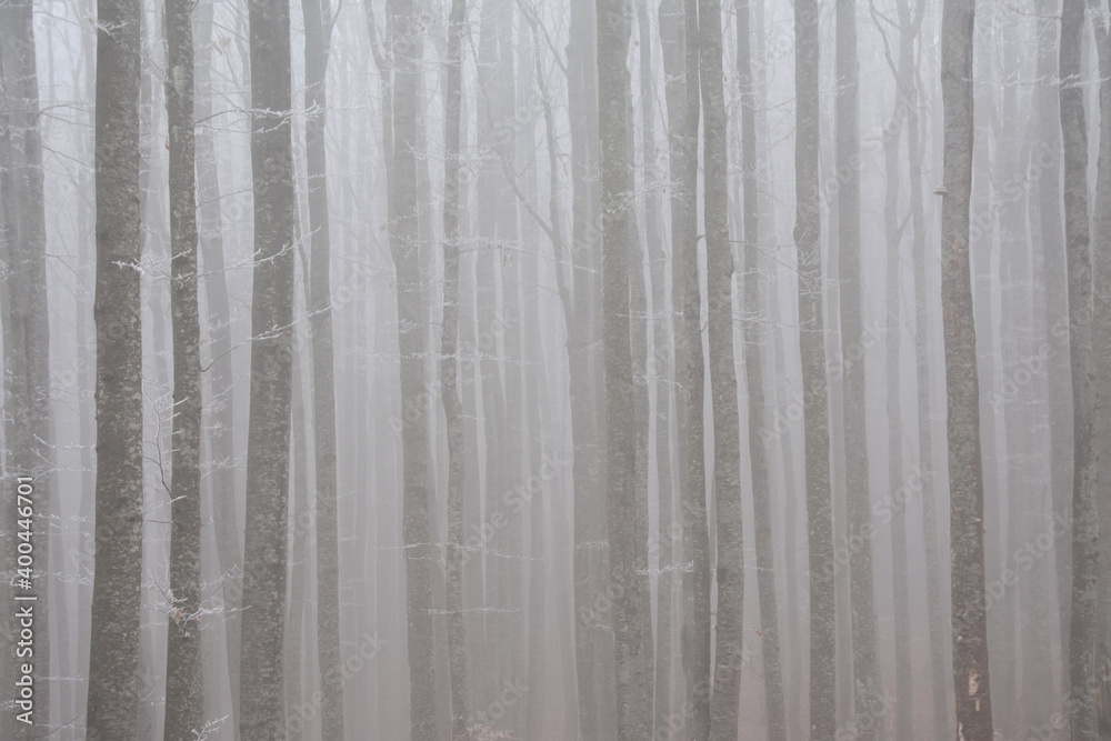 strains of forest trees in thick fog strains of forest trees in thick fog
