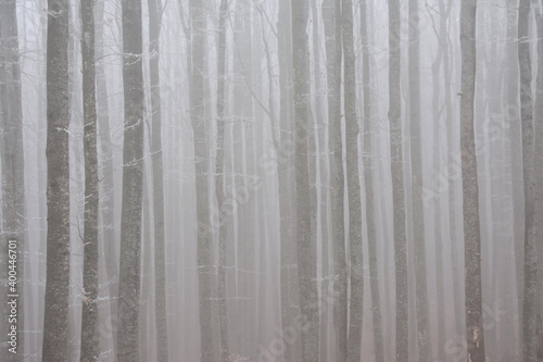 strains of forest trees in thick fog © sebi_2569