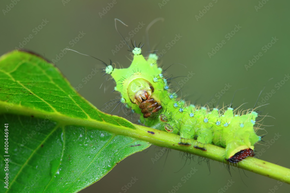 The larvae of the green tailed silkworm moth are on the green leaves