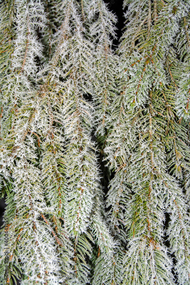 a frozen fir branch in close up