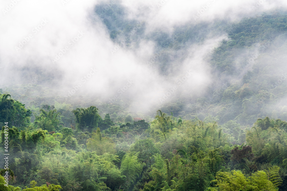 Cloud forest in the mist and fog, Mindo, Ecuador.