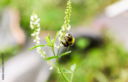 bee on a flower