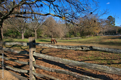 Beautiful landscape surrounding the horses grazing in the Scenic Historic  Colonial Williamsburg  