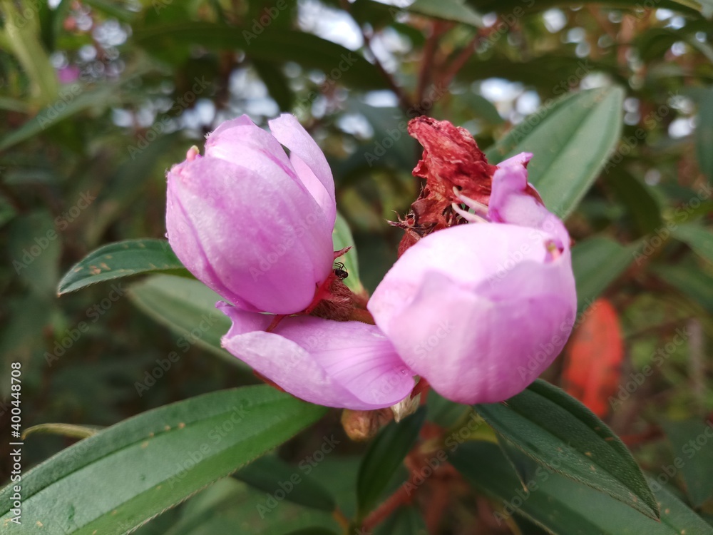 pink tulip flower