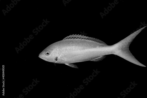 Dipping fish on black background