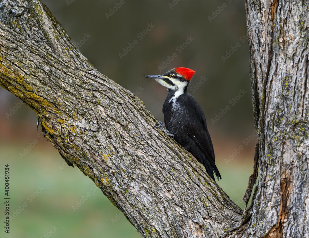 Fototapeta premium Female Pileated Woodpecker on Tree Trunk in Fall, Portrait